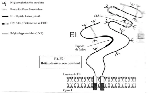 Figure 10. Les glycoprotéines (gp) d’enveloppe E1 et E2 du VHC (d’après Cocquerel et al., 2000)