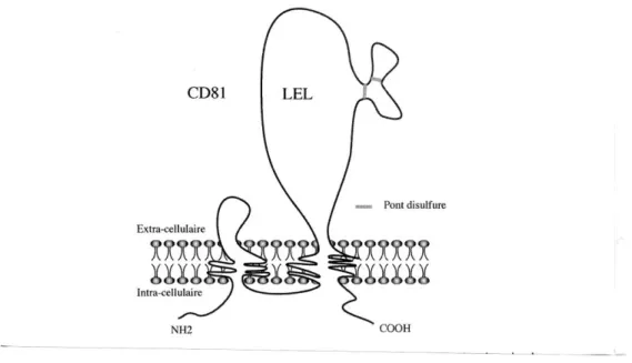 Figure  11.  Représentation  schématique  du  CD81  (d’après  Cocquerel  et  al.,  2000)