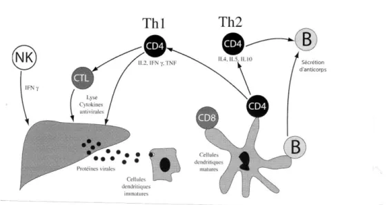 Figure 13. Schéma général de la réponse immune au cours de l’infection virale C (d’après  Paul et  Dominique,  2003)