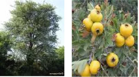 Figure 2. Arbre et fruits du Crataegus azarolus L.