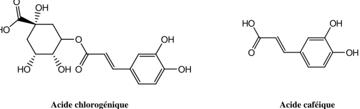 Figure 3. Structure chimique des acides phénoliques de l’aubépine.
