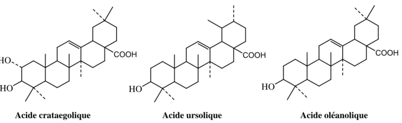 Figure 5. Structure chimique des acides triterpéniques de l’aubépine.