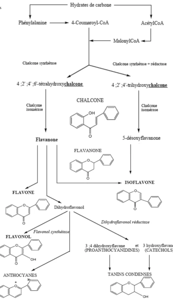Figure 7. Voie de biosynthèse de différentes classes des flavonoïdes (Remesy et al., 1996)