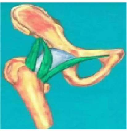 Figure 5 : Capsule et ligaments ilio-fémoral et pubo-fémoral. [2] 