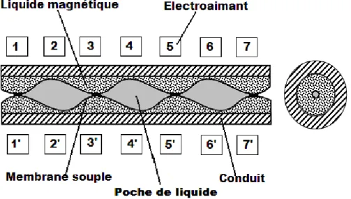 Fig. II.3. Structure d‟une pompe péristaltique linéaire   à base de liquide magnétique  [1]