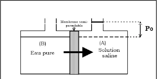 Figure I.4 : Osmose directe 