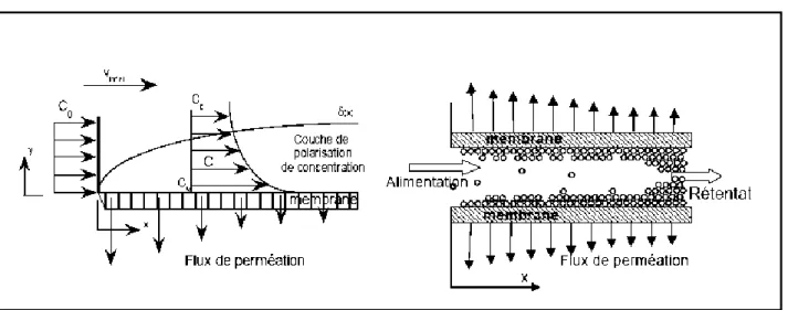 Figure I.8 : Représentation schématique de l’évolution du profil de concentration et de  l’accumulation de matière le long d’une membrane