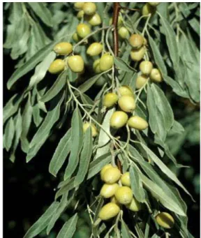 Figure 2.Fruits et feuilles de l’Elaeagnus  angustifolia  (Muzuka, 2005) 