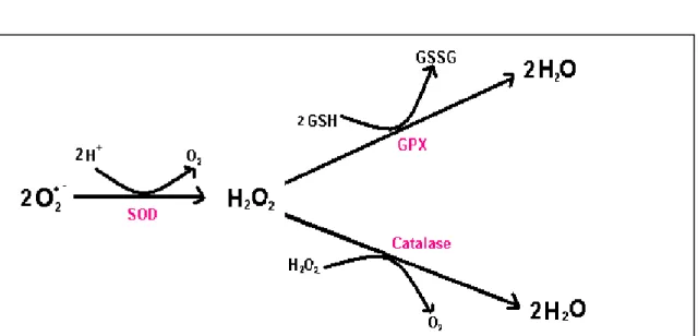 Figure 2. Réaction de détoxification du radical-anion superoxyde et du peroxyde d’hydrogène  (Hennebelle, 2006)