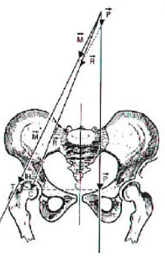Figure II-4 : Plan de symétrie du corps. 