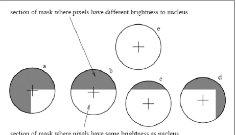 Figure   II-5. Quatre masques circulaires avec coloration similaire; l’USANs sont présentés  par les parties  blanches des masques