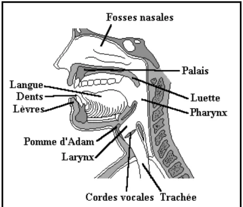 Fig. 1.1 : Coupe de l’appareil phonatoire humain [3]. 