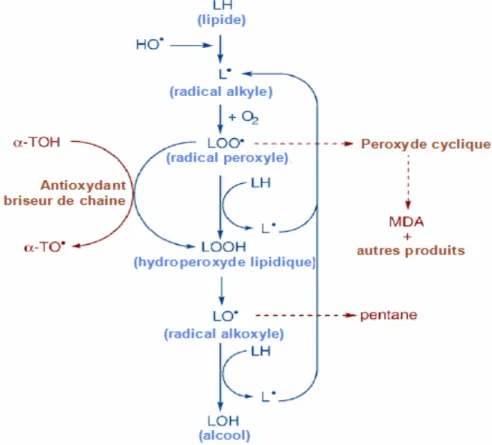 Figure 3.  Les trois  étapes de la peroxydation lipidique (D’après Sachdev et Davies, 2008)