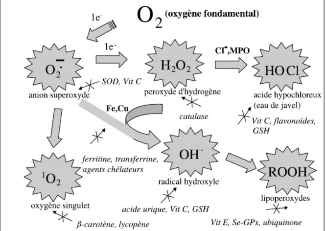 Figure 4. Régulation de la production d’espèces réactives de l’oxygène par les systèmes de  défenses antioxydants (D’après Pincemail et al., 2002)
