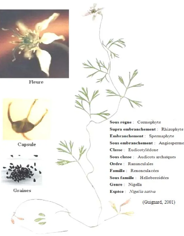 Figure 8.  Aspect morphologique de la plante Nigella sativa  (Cultivée et photographiée au sein de notre laboratoire)