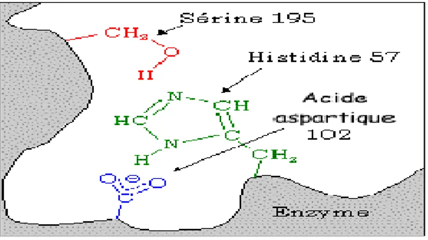 Figure I- 04 : Mécanisme d’action des enzymes. 