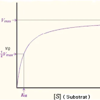 Figure I- 09 : Variation de la vitesse en fonction de la concentration en substrat ([S])