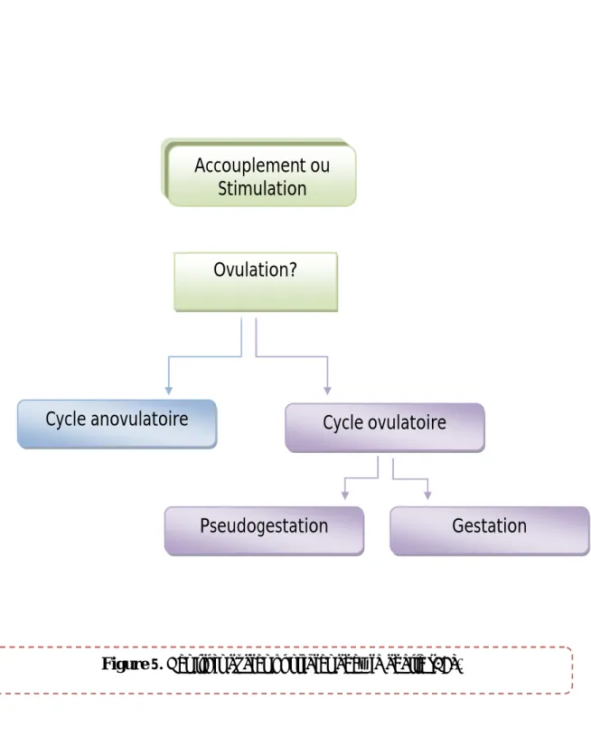 Figure 5.  Les trois cycles possibles chez la chatte [49].