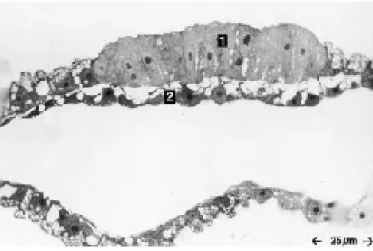 Figure 12. Illustration schématique de l'implantation et la formation d'embryon [67].