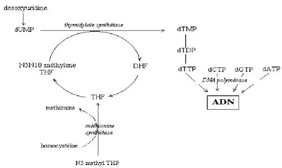 Figure 4.  Folates  Figure 4. Folate et synthèse de l’ADN ( et synthèse de l’ADN De Bree et al, 2001)