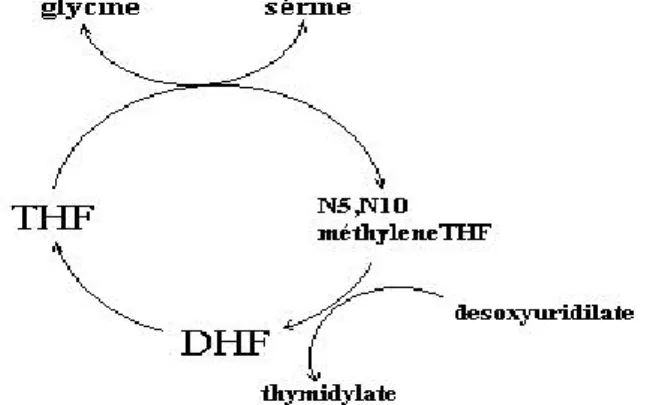Figure 5. Cycle du folate (De Bree et al, 2001) 