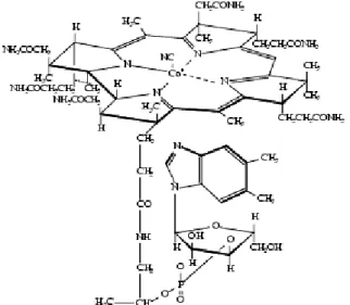 Figure 6.Vitamine B12 ou Cyanocobalamine (Chen et al, 1999) 