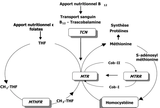 Figure 7. Gènes des enzymes intervenant dans le métabolisme de l’homocystéine  (Chen et al, 1999) 