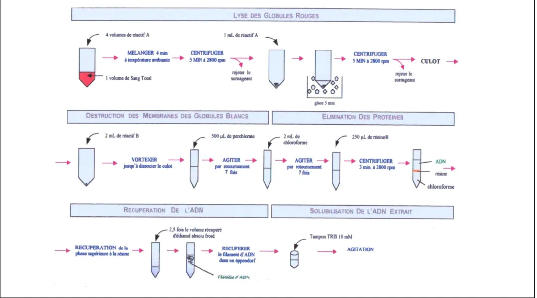 Figure 8. Extraction de l’ADN