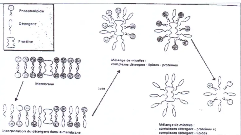 Figure 9. Destruction des membranes des globules blancs  