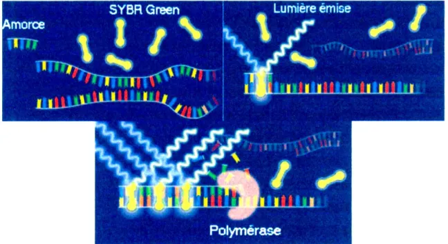 Figure 11. Le fluorophore SYBR Green  