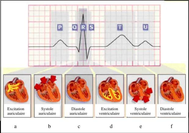 Figure 1.9. Excitation cardiaque.