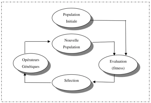 Figure 2. 1- Cycle génétique 