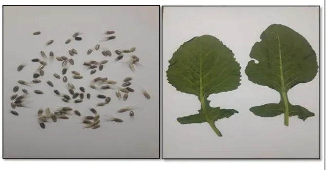 Figure 12: Matériel végétal de Centaurea macrocephala  L.  (Photo personnel). 