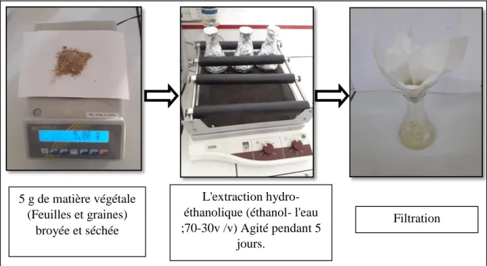 Figure 14: Protocole d‟extraction des molécules bioactives.
