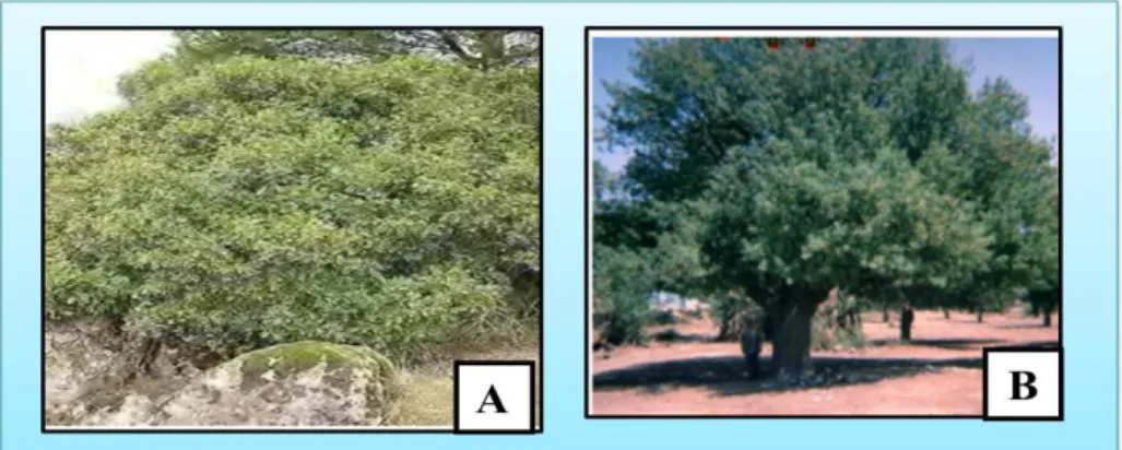 Figure  2 :  A  Arbre  de  pistacia  lentiscus  et  B pistacia  atlantica  (Anonnyme  2019 B)