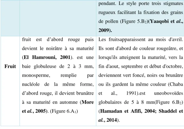 Figure 05:A: Inflorescences de P. lentiscus L. A 1 : inflorescences mâles,   A 2 : inflorescences femelles (Somson, 1987) et B:Inflorescences de  P.atlanticaDesf