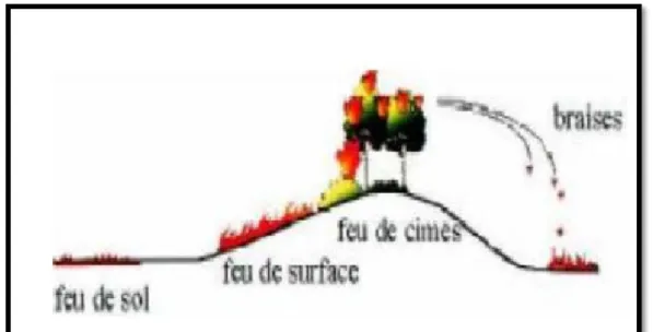 Figure n° 05 : Types de feux de forêts (Margerit, 1998)  3.1.  Les feux de sols  