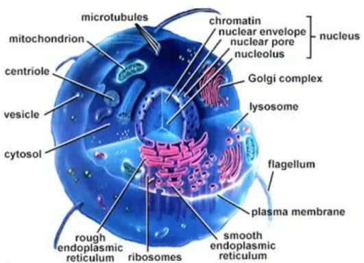 Figure 6: la structure d'une cellule. 
