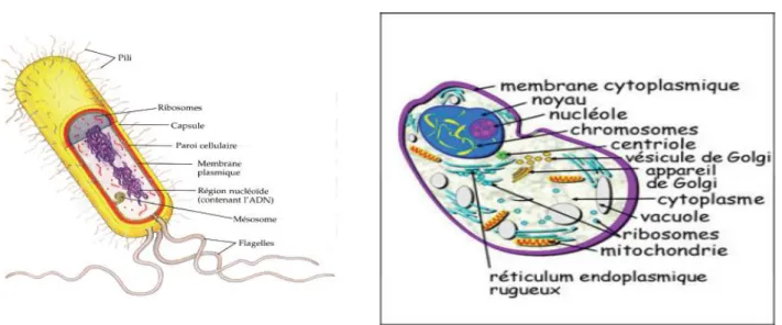 Figure 7: Les constituants des cellules. 