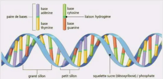 Figure 10: Schéma de la molécule d'ADN. 