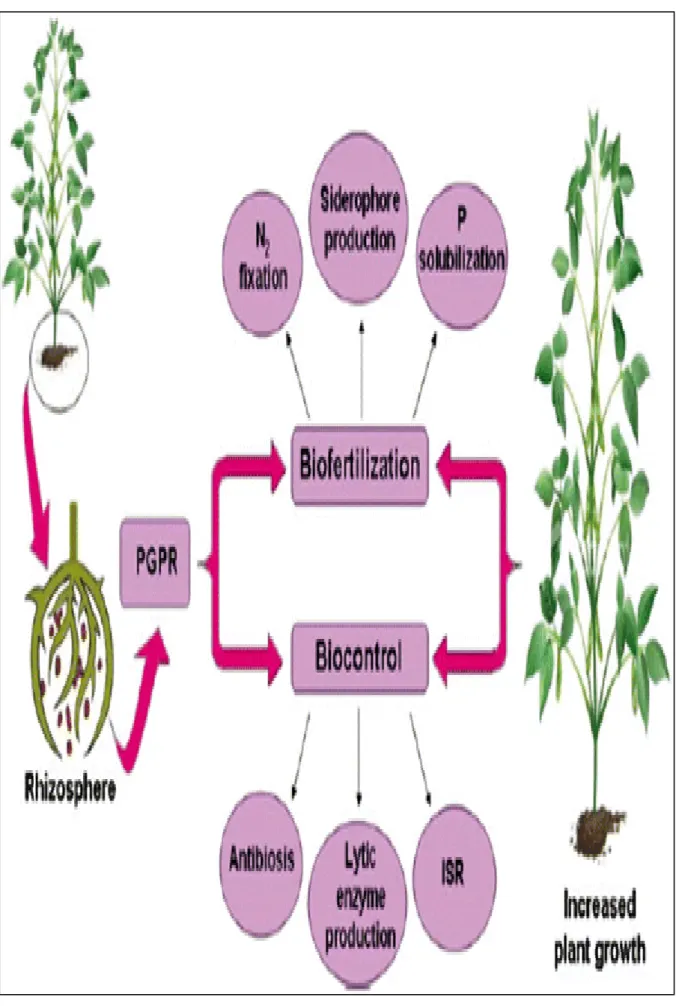 Figure 03 : Promotion de la croissance des plantes par les PGPR (Khan et al., 2009). 