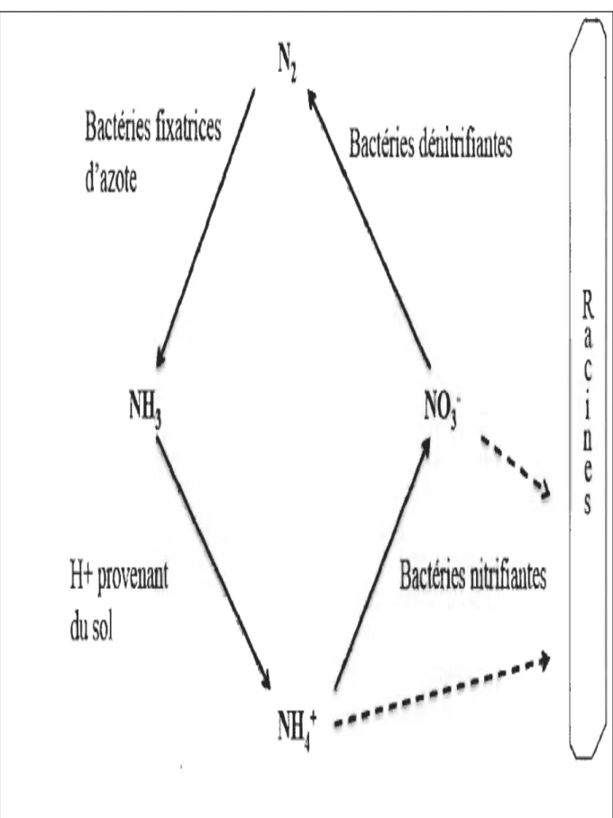 Figure 04 : Cycle de l’azote atmosphérique (Khan et al., 2009) 