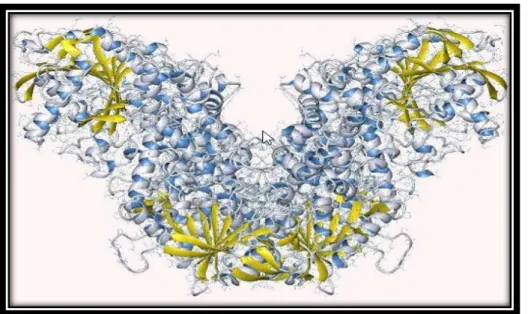 Figure II.3. Structure tridimensionnelle de l'acétylcholinestérase[23]. 