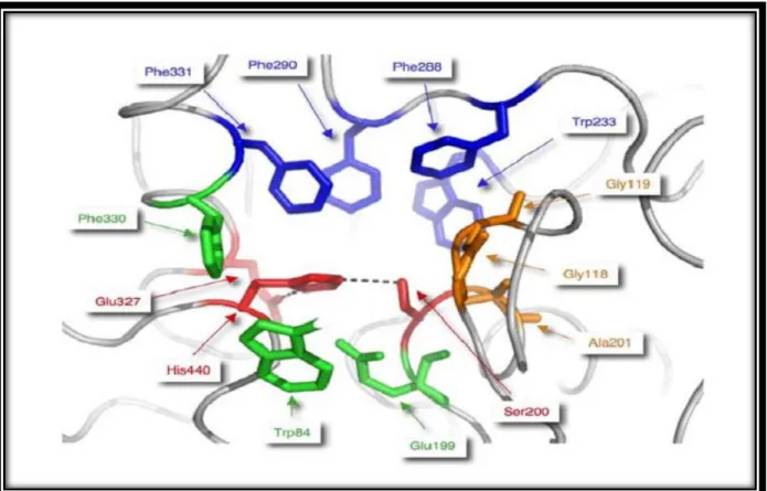 Figure II.4. Vue détaillée du site actif de l'acétylcholinestérase[21]. 