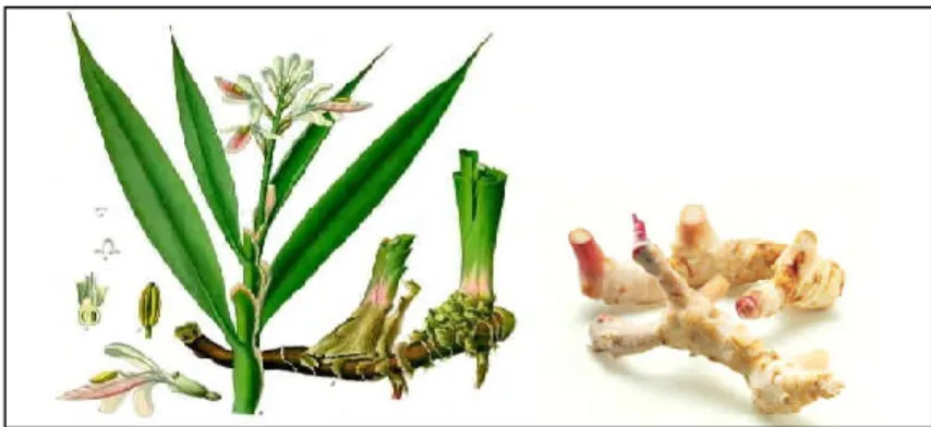 Figure 05: Fleurs, feuilles et rhizomes frais du galanga (Ramesh et al., 2011). 