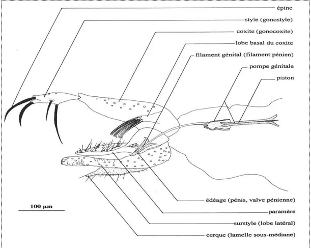 Figure 6 : Appareil génital (P. sergenti similis, mâle Turquie) (Leger et Depaquit, 2001)