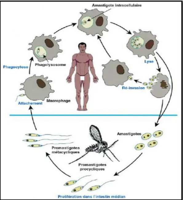 Figure 11 : Cycle épidémiologique de la leishmaniose (Desjeux, 2004). 