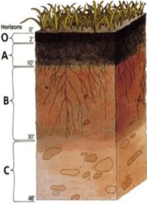 Figure 01 : Les horizons principaux du sol