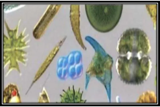 Figure 02: Quelques microalgues [1]. 