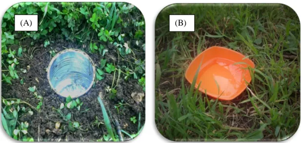 Figure n° 5 : Pots Barber (A) et piège coloré (B) placés dans les sites d’étude (parcelle d’orge et  verger d’agrumes) (Photo originale)